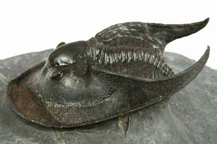 Detailed Scotoharpes Trilobite - Boudib, Morocco #344459